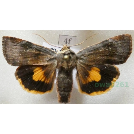 Noctua janthina Denis & Schiffermüller, 1775 Rolnica przepaska Czech4f